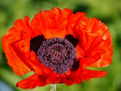 Mohn in unserem Garten