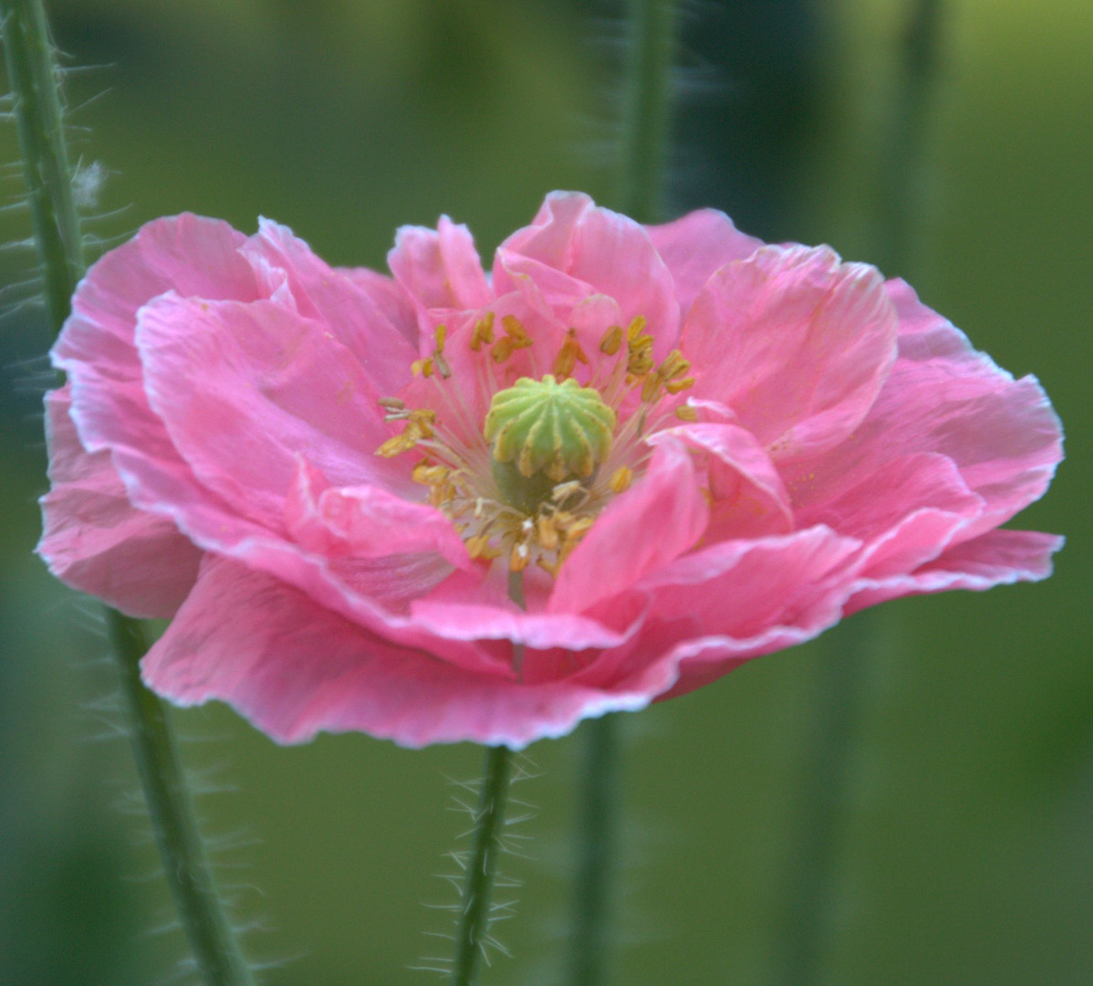 Mohn in unseren Balkonkästen 3