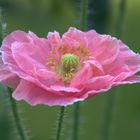 Mohn in unseren Balkonkästen 3