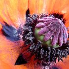 Mohn in Verwandlung