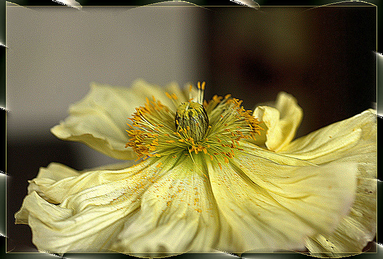 Mohn in vielen Farben,....