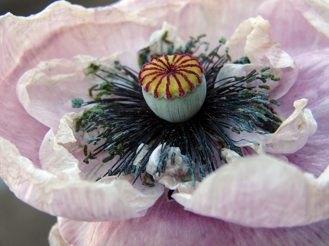 Mohn in vielen Farbschattierungen