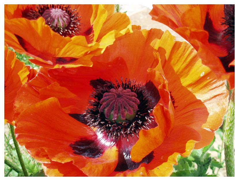 Mohn in Vollendung