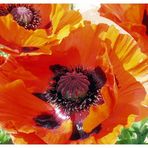 Mohn in Vollendung