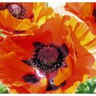 Mohn in Vollendung