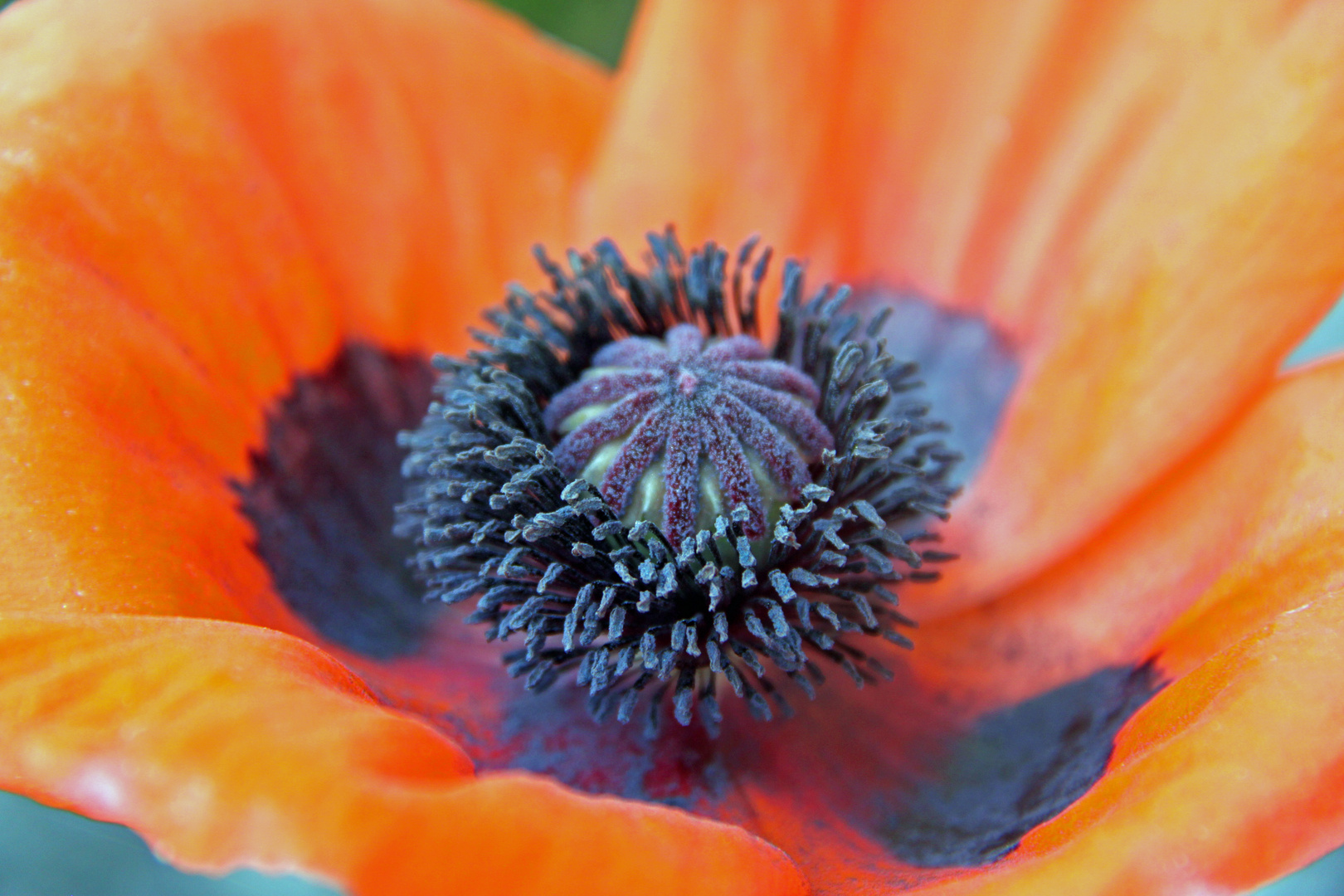 Mohn in voller Blüte