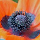 Mohn in voller Blüte