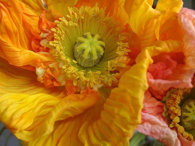 Mohn in voller Blüte