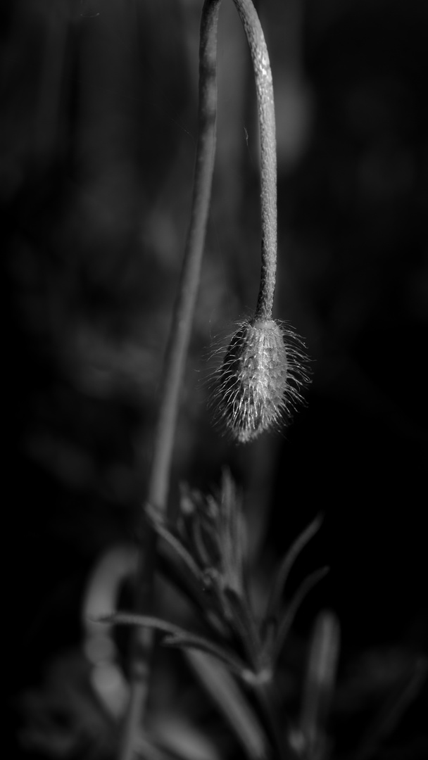 Mohn in Warteposition