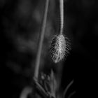 Mohn in Warteposition