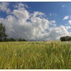 Mohn in Weizen