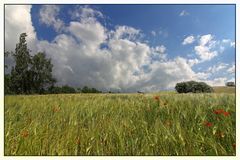 Mohn in Weizen