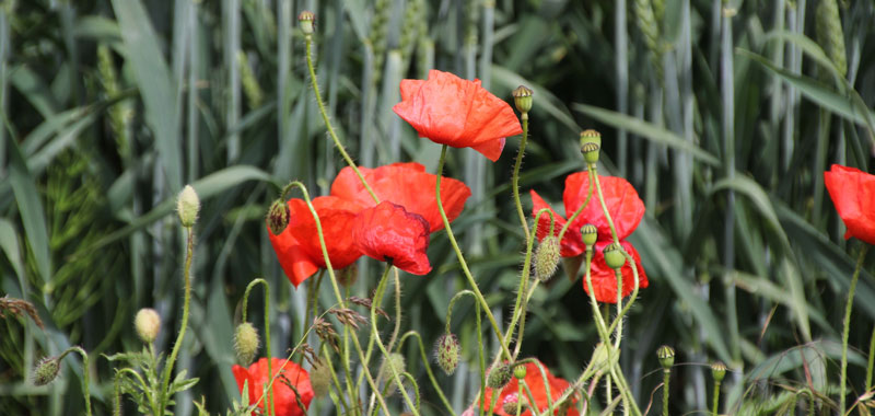 Mohn in Welver