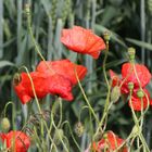 Mohn in Welver