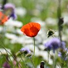 Mohn in Wiese