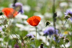 Mohn in Wiese