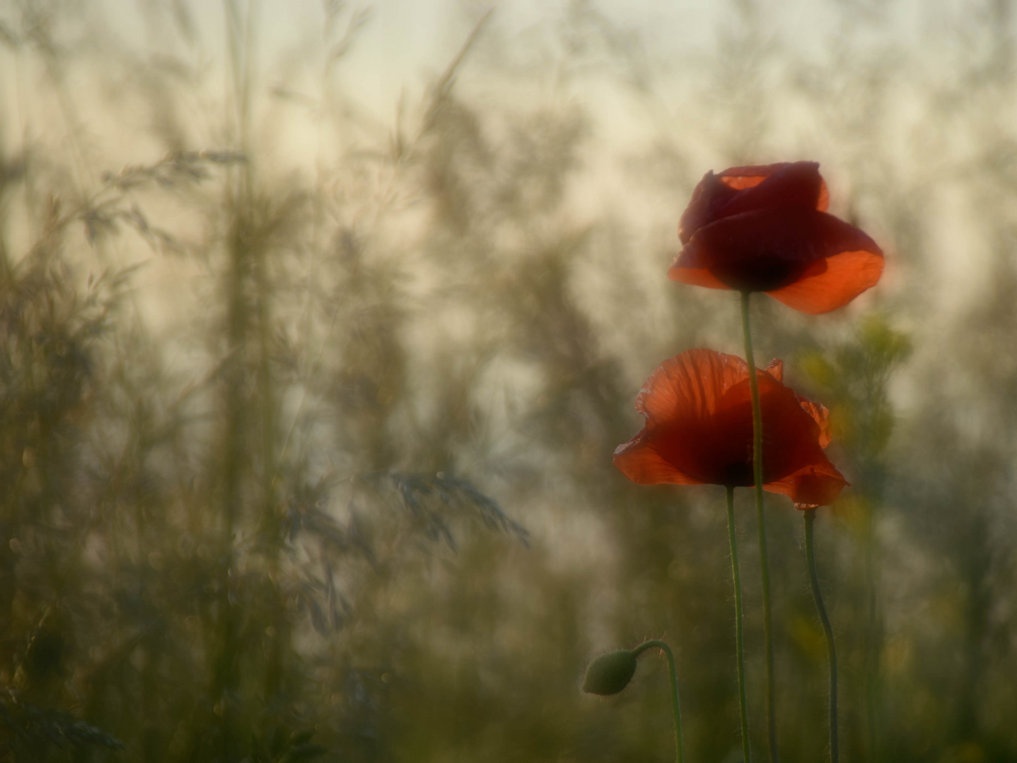 Mohn in Zart