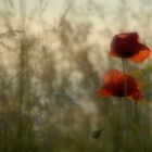 Mohn in Zart