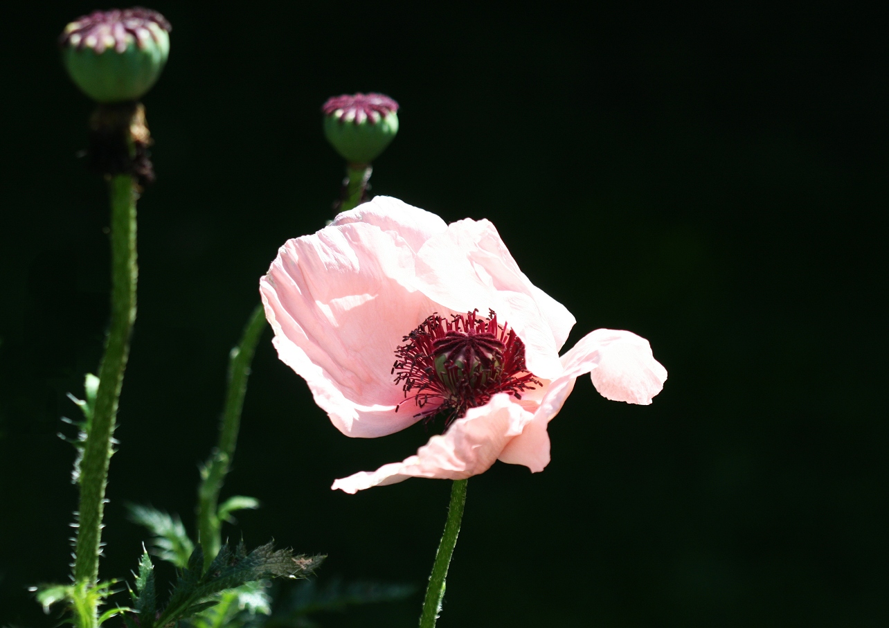 Mohn in zart rosa