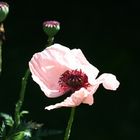 Mohn in zart rosa