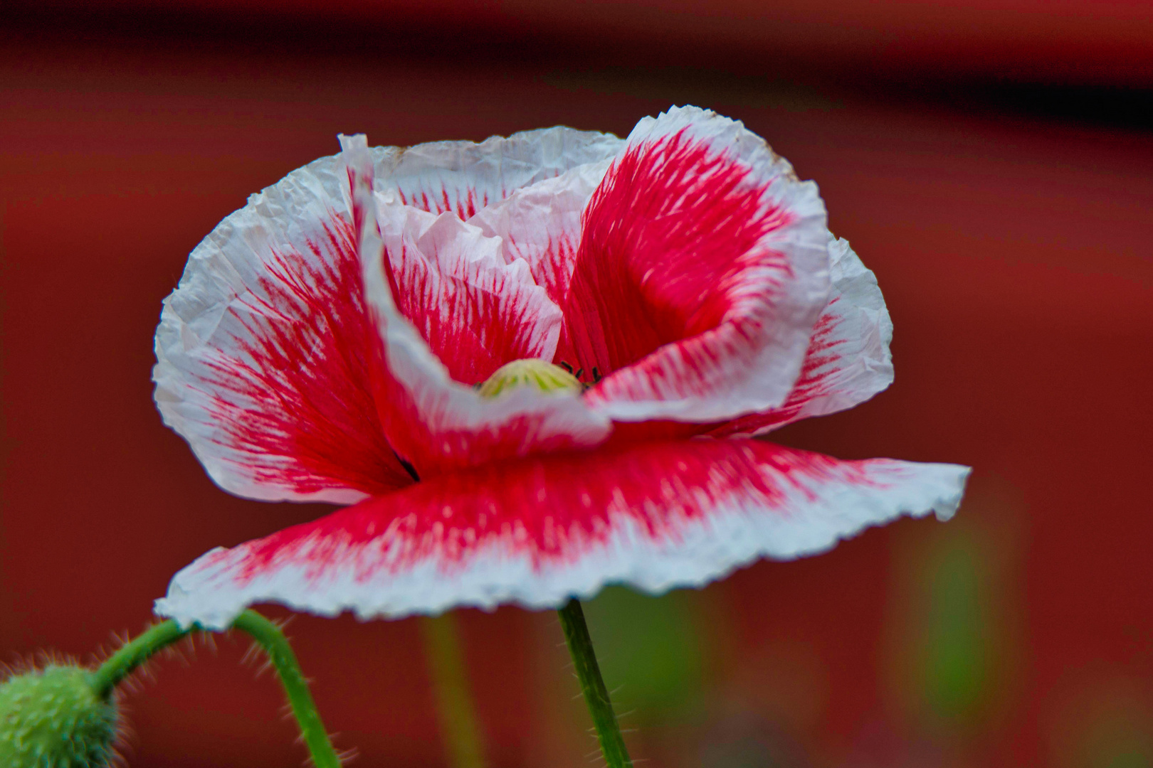 Mohn in zwei Farben