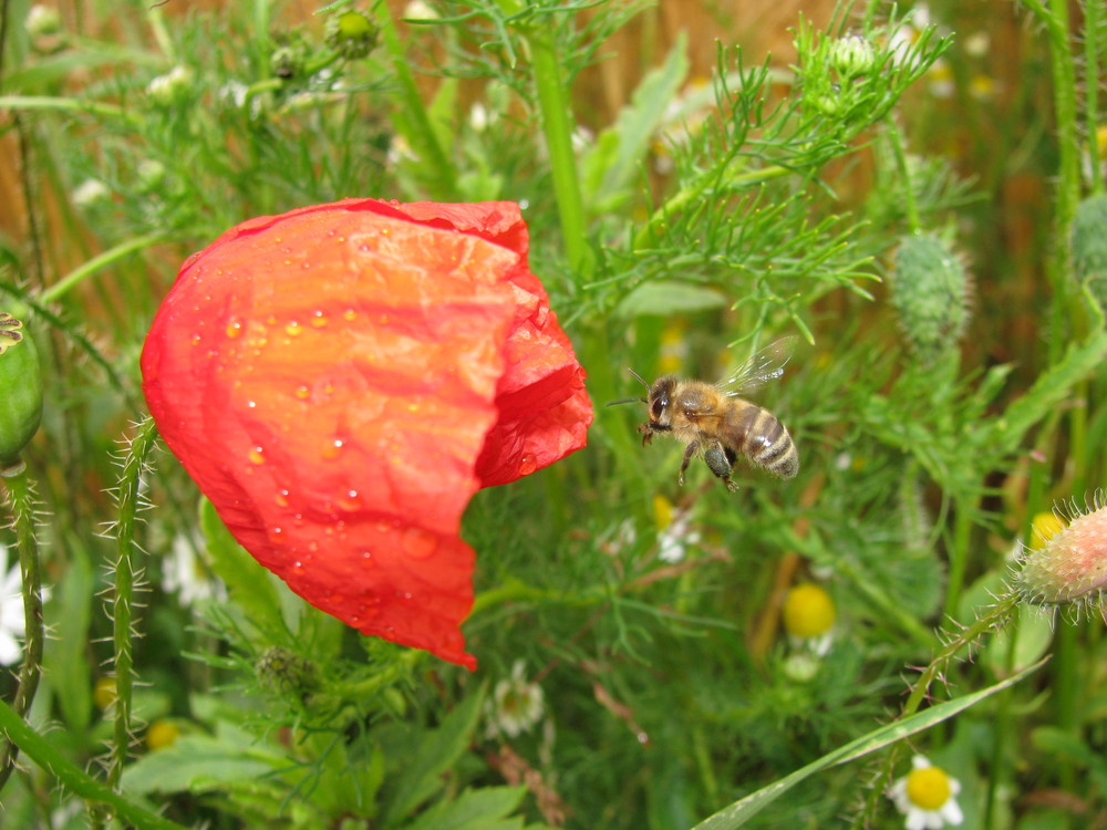 Mohn incl. Biene