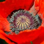 Mohn-Innenleben