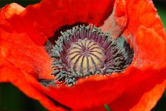 Mohn-Innenleben