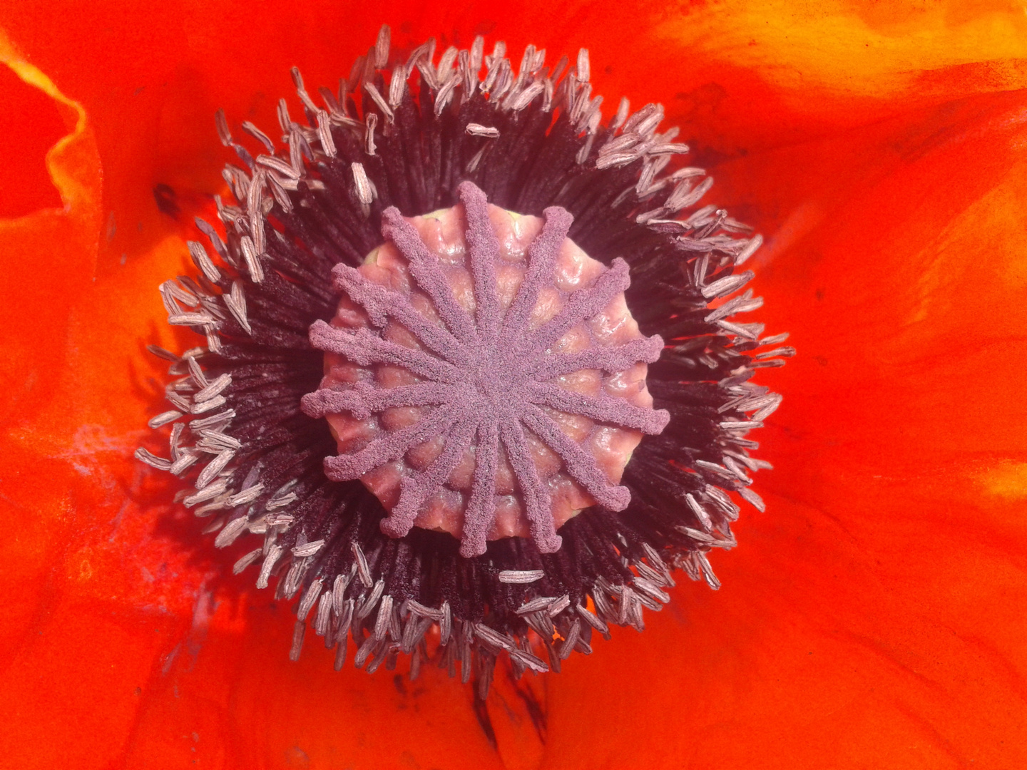 Mohn Innenleben