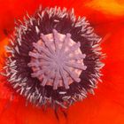 Mohn Innenleben