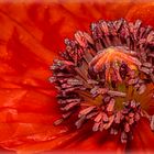 Mohn Innenleben