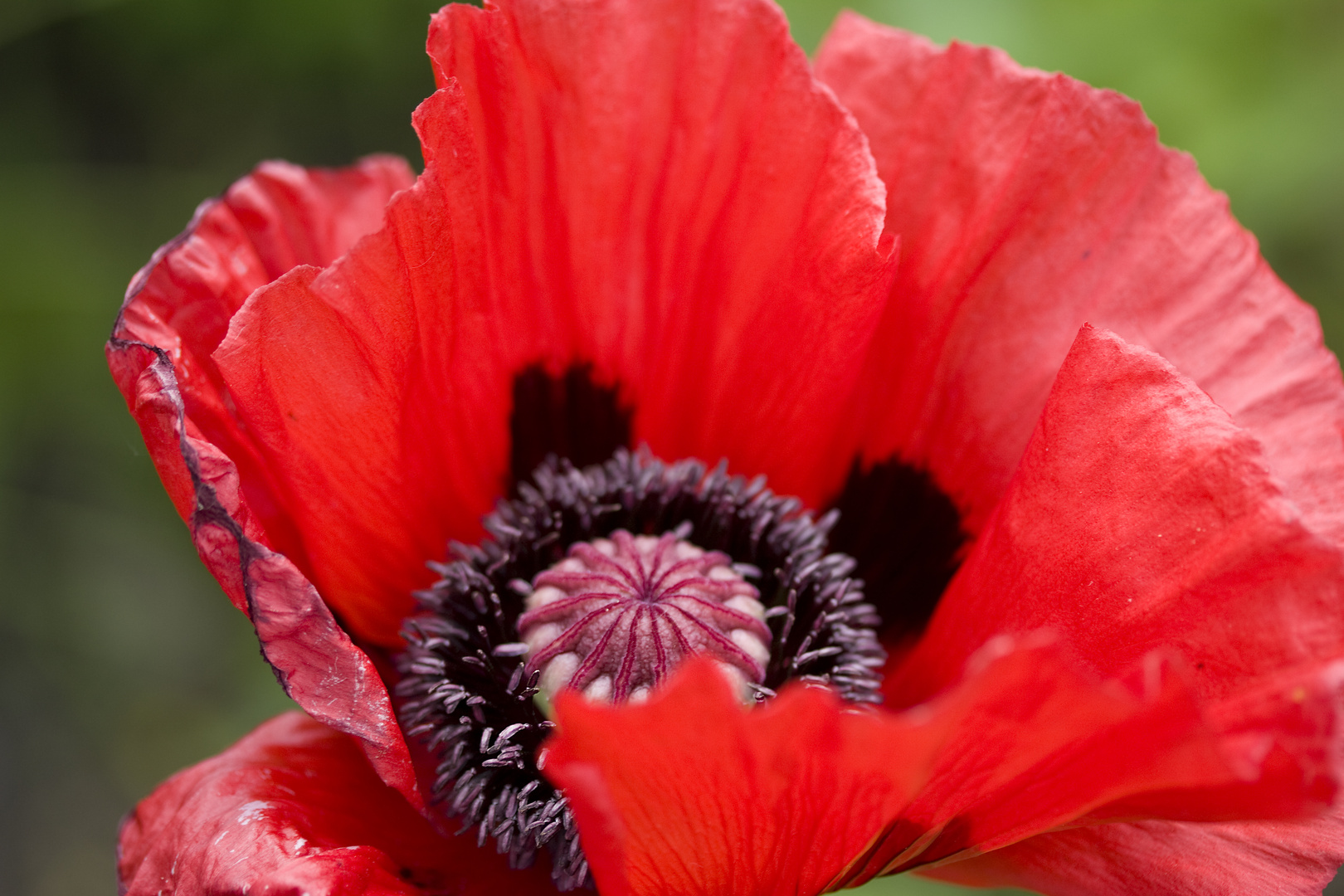 Mohn-Innenleben