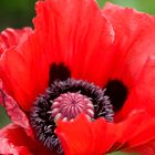 Mohn-Innenleben