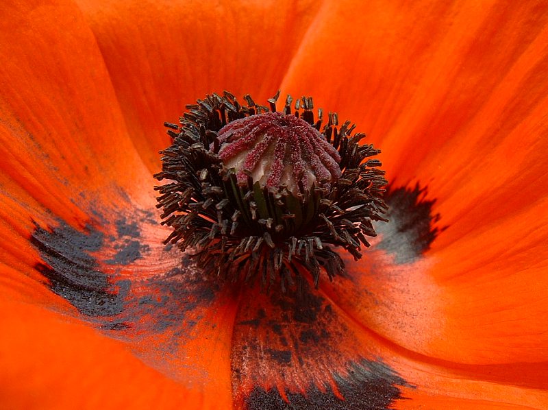 Mohn-Innenleben!