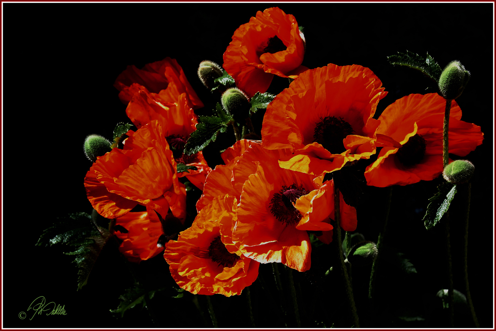 " Mohn-Insel "              Mittwochsblümchen 16.06.2020