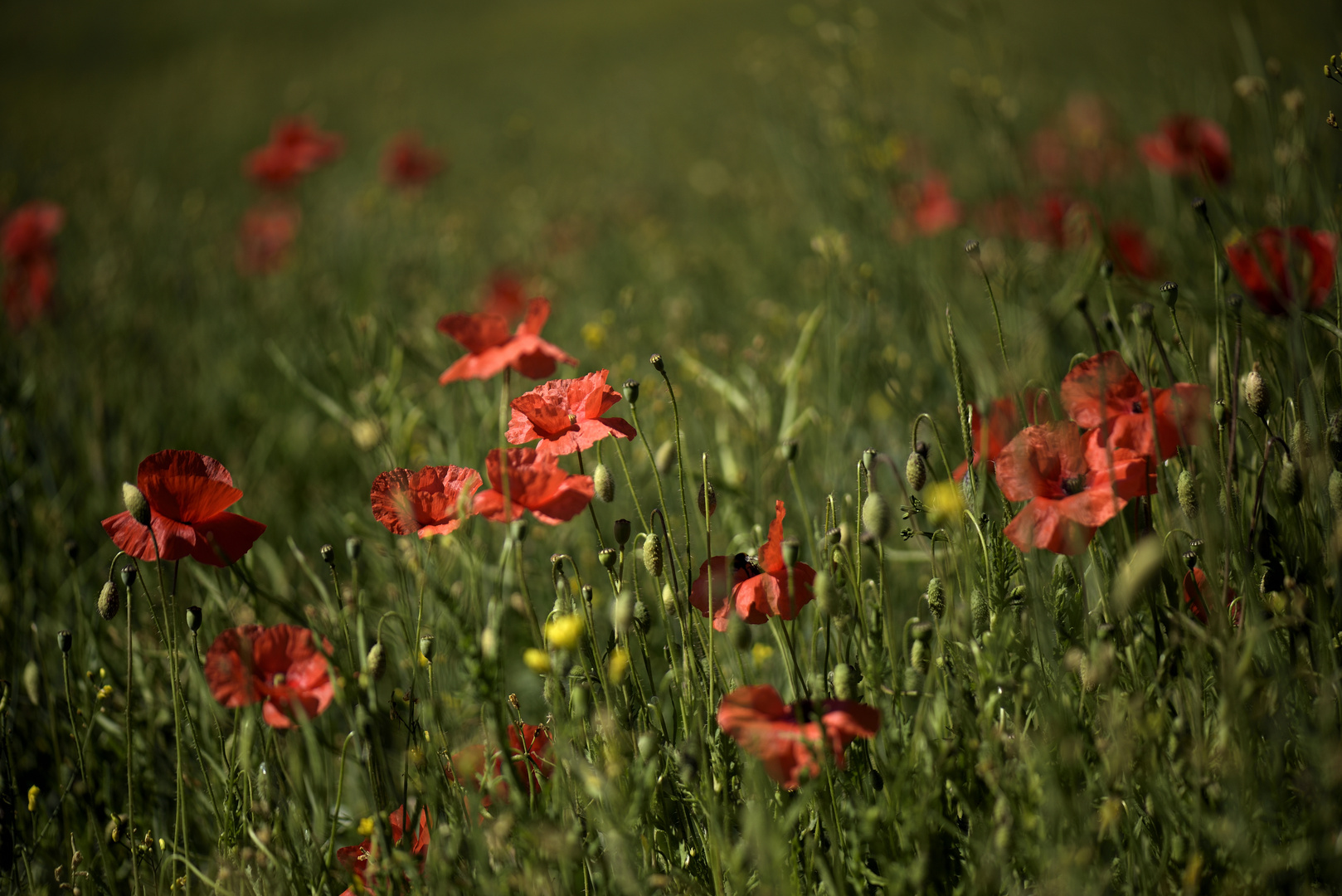 Mohn invasion