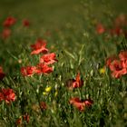 Mohn invasion