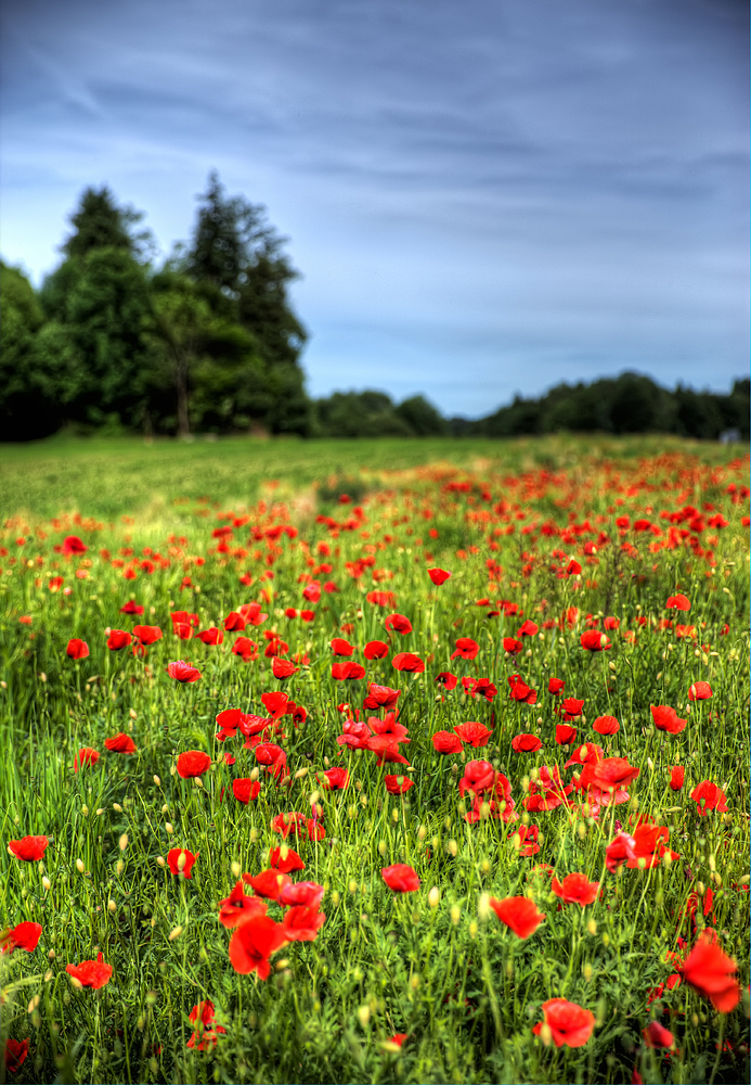 Mohn Invasion ;-)