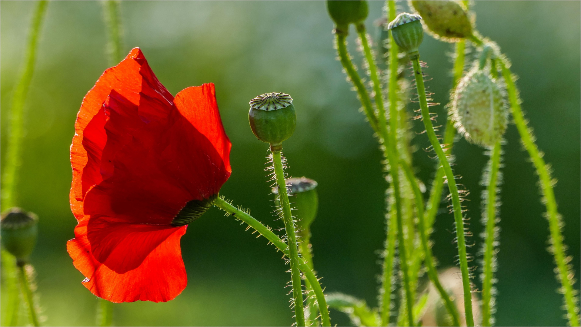 Mohn ist...