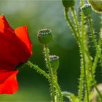 Mohn ist...