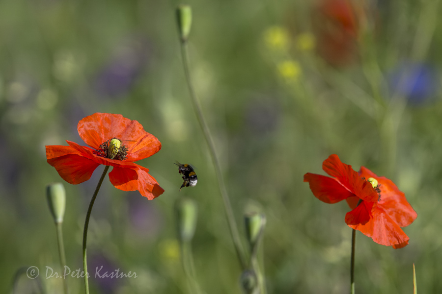 Mohn ist anziehend ...