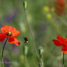 Mohn ist anziehend ...