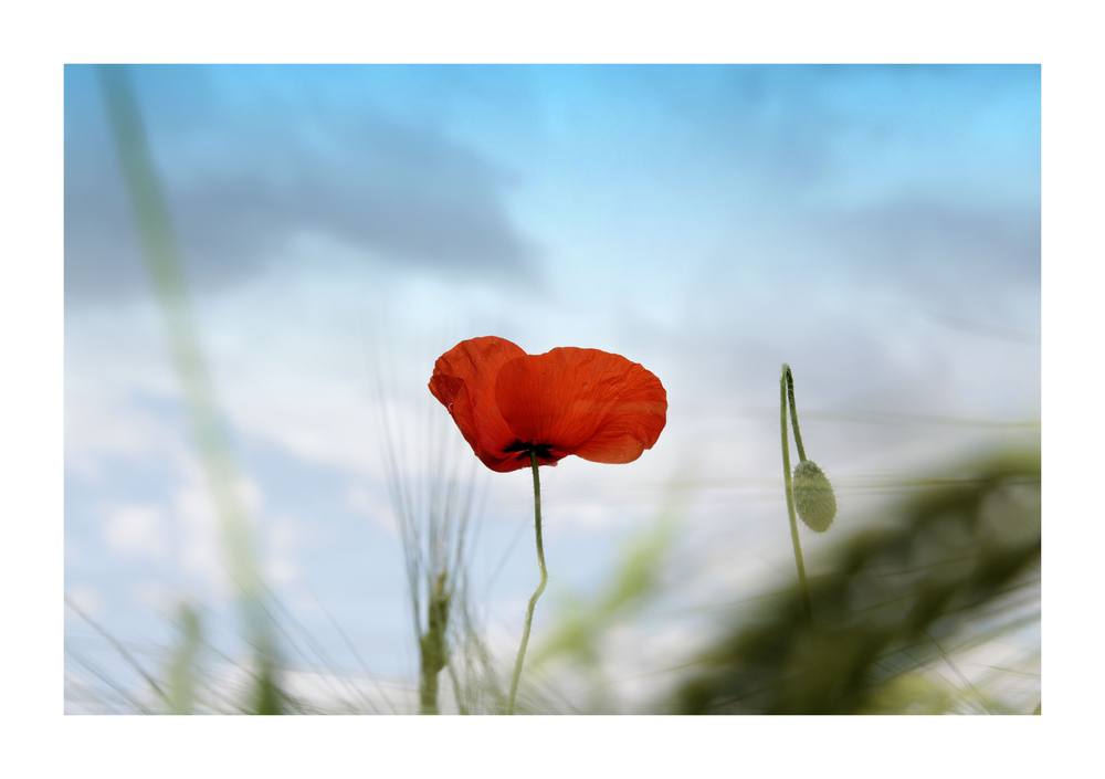 mohn ist auch eine blume...