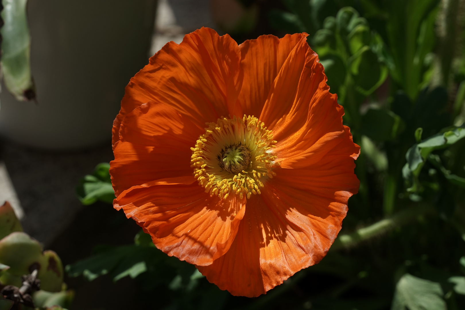 Mohn ist auch eine Blume