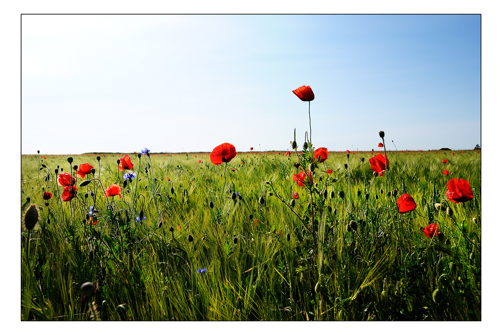 Mohn ist auch eine Blume