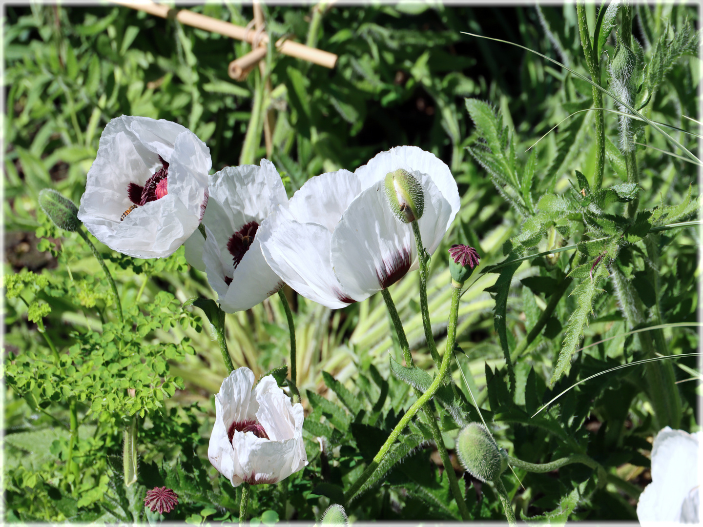 ......Mohn ist auch eine Blume