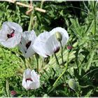 ......Mohn ist auch eine Blume