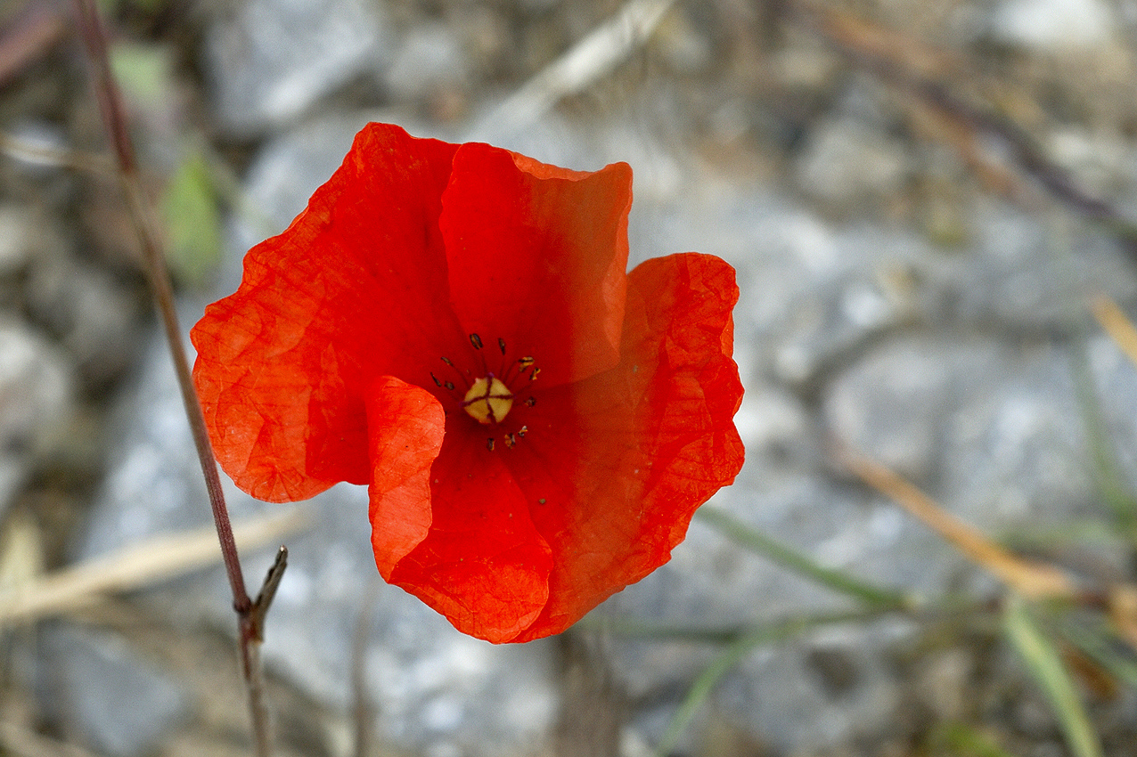 Mohn ist auch eine Blume