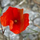 Mohn ist auch eine Blume