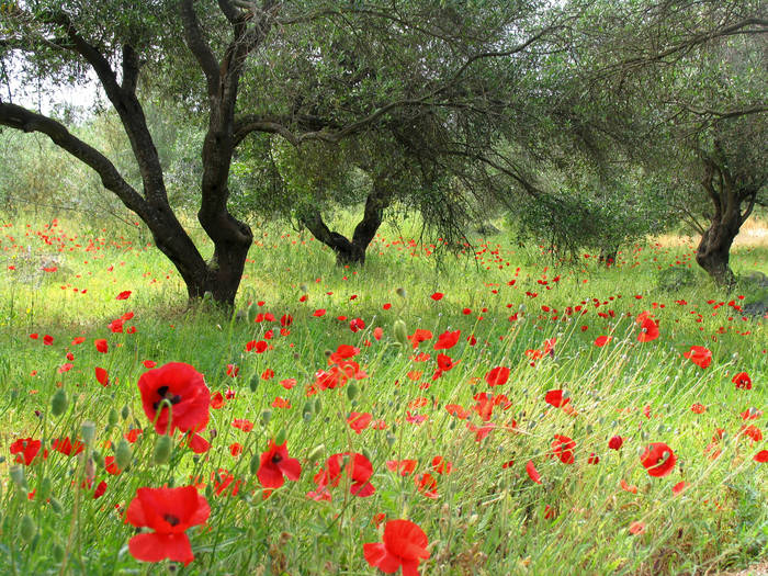 Mohn ist auch eine Blume